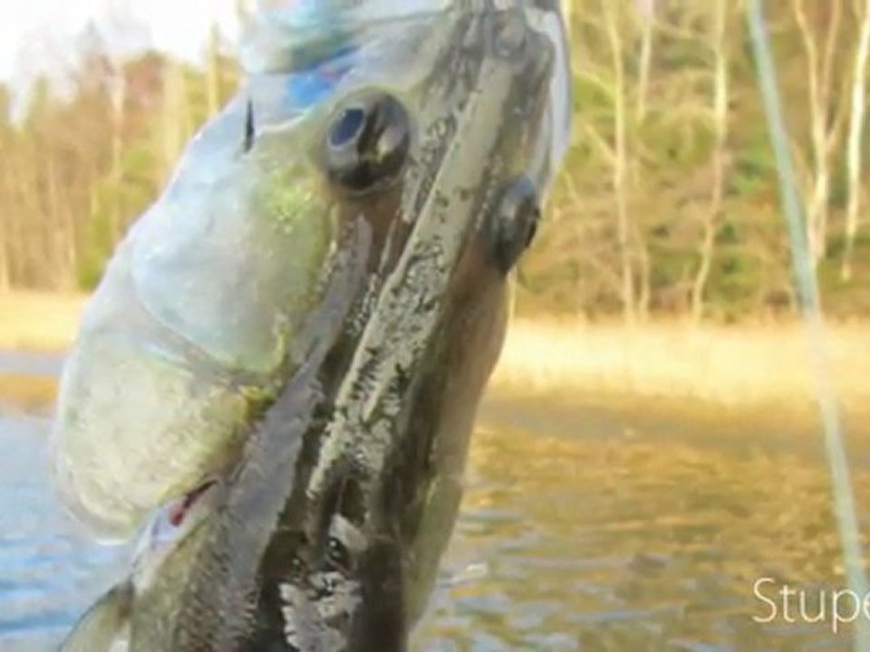 SUDAK VERTIKAL JIGGING