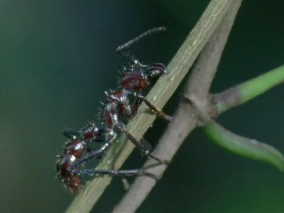 [HD] The Last of Us - Teaser 2