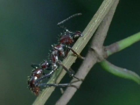 [HD] The Last of Us - Teaser 2