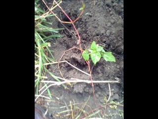 FOTOS 2  EDITADAS POR ORLANDO BELTRAN