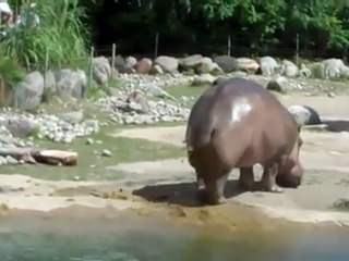 [FUNNY] Pet d'Hippopotame [Goodspeed]