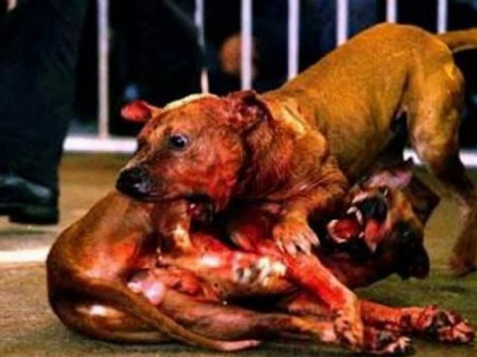 "l 'egalité des chances" urban farkx feat la baz 84 ..2011