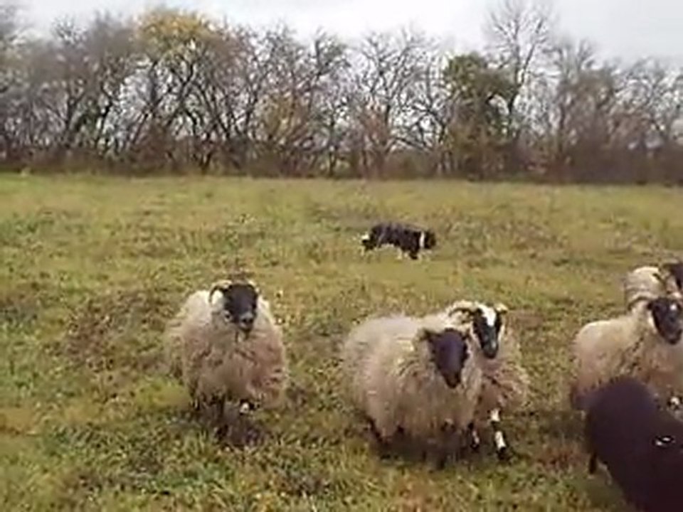 Fetch essai pousse + directions