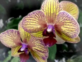 Hoa mười giờ - David Nguyen & Ha Loan