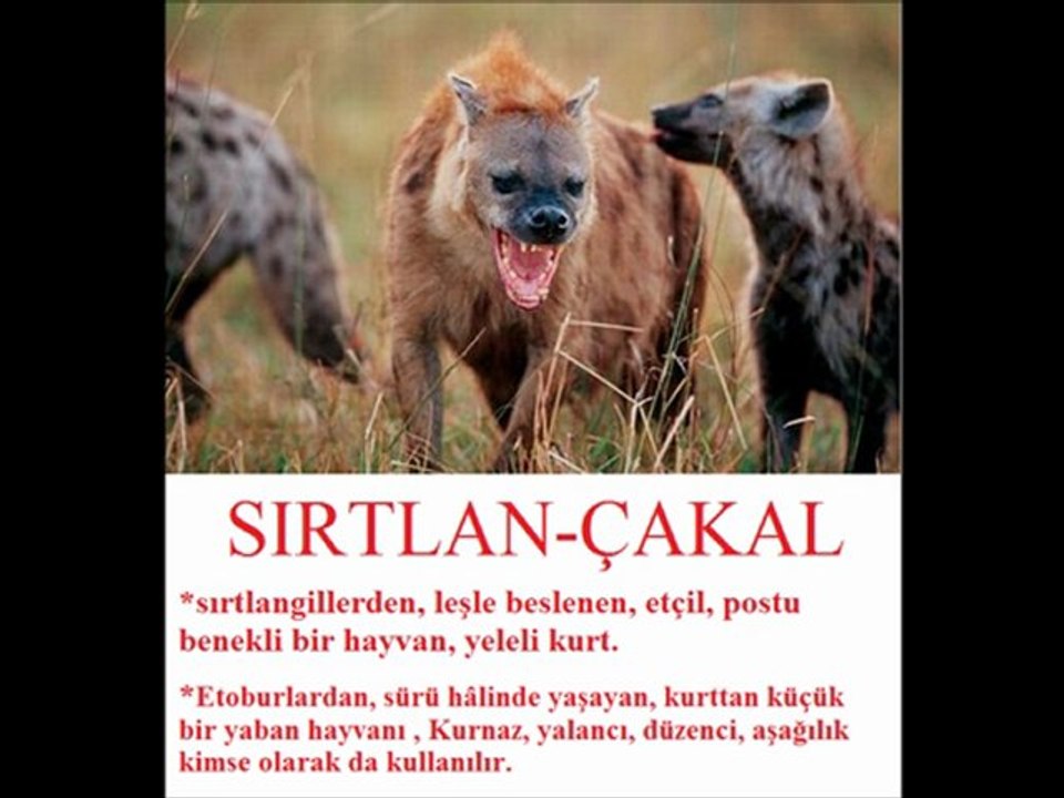 Kafkas Çeçen Yardımlaşma ve Dayanışma Derneği - Ahmet Kıyak