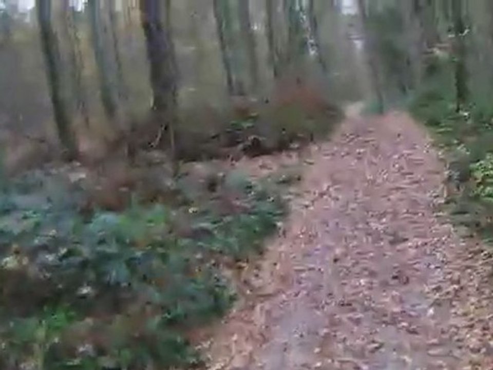 Montagnes russes du bois