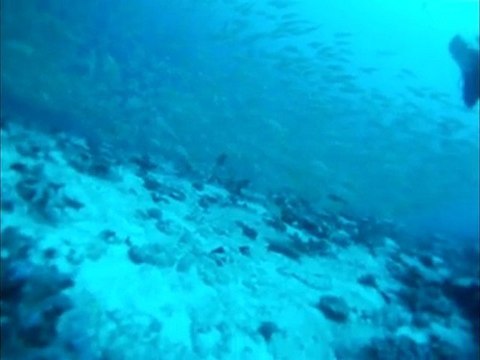 Quelques images de plongées polynésiennes