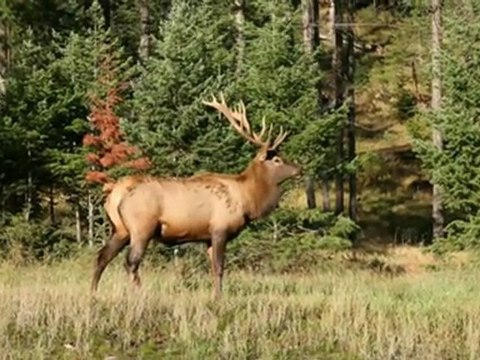 JABCA - Jasper Alberta Canada