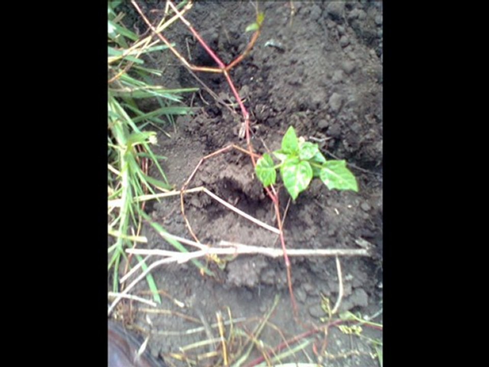 NORMAL SUPERIOR DE PASCA FOTOS 2 PAPAYUELA EDITADAS POR ORLANDO BELTRAN