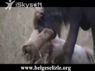 Dişi Aslanın Antilop Avı