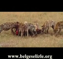 Vahşi Sırtlan Sürüsü