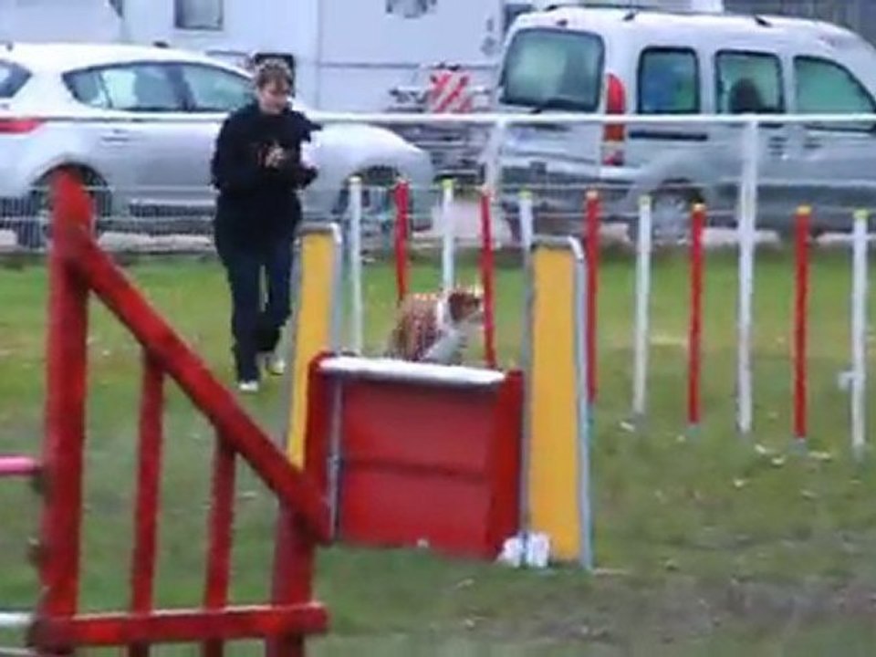 Agility Chantilly Balzane JUMPING