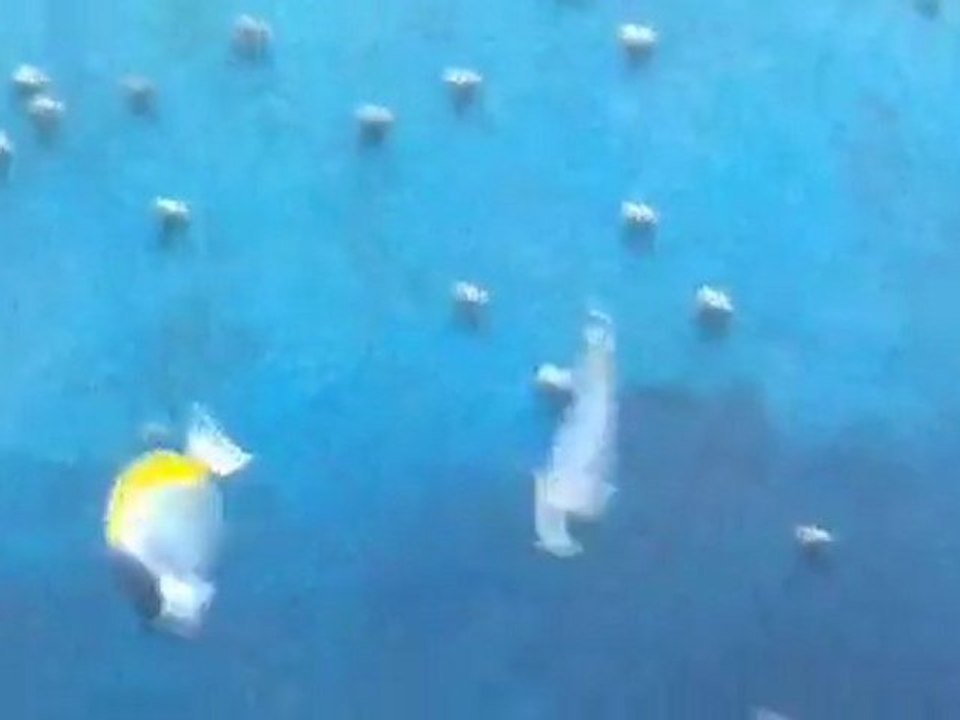 Mavi Balıkların Dansı