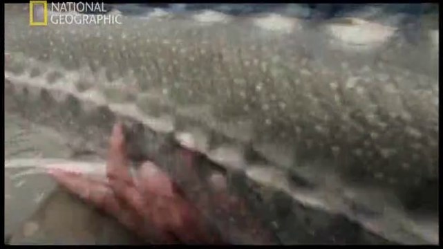 NG | Canavar Balıklar: Dev Mersinbaligi