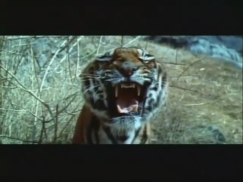 Les Evadés de la planète des singes ( bande annonce VO )