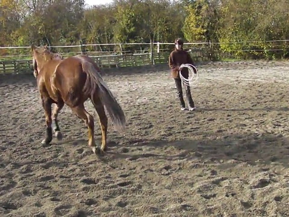 Pucky au lasso, 26/11/2011