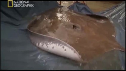NG | Canavar Balıklar: Dev Tatlı Su Vatozu