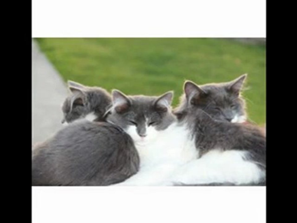 ►★►★►Most Popular Cyber Monday  Canon EOS 60D 18 MP CMOS Digital SLR Camera with 3.0-Inch LCD and 18-135mm f/3.5-5.6 IS UD Standard Zoom Lens◄★◄★◄