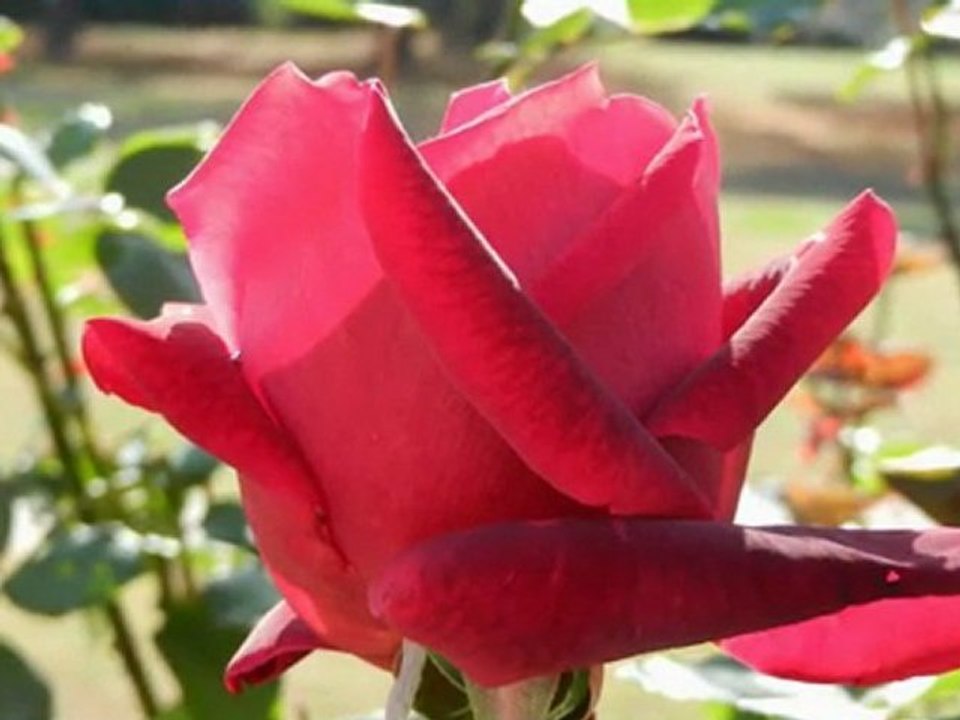 Clouds & Roses