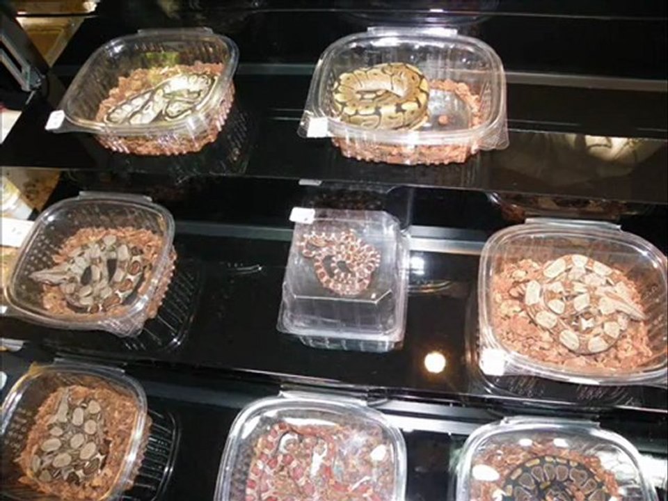 1ere expo reptiles de martigues