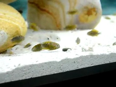 bemba gold o.b yavrularım