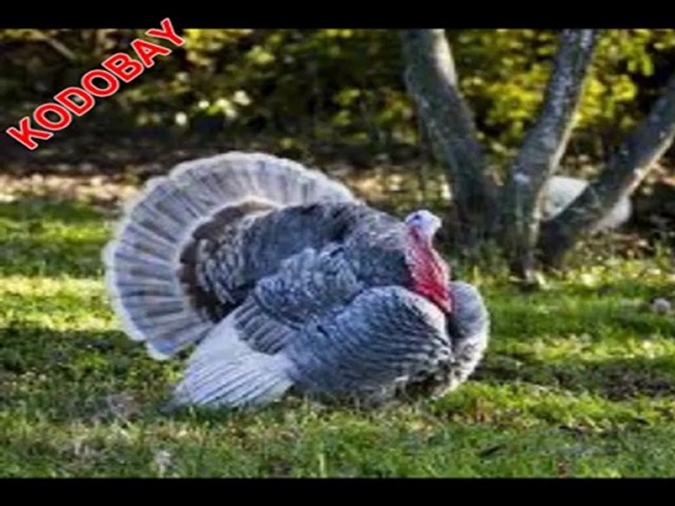 HİNDİ AVI turkey hunter