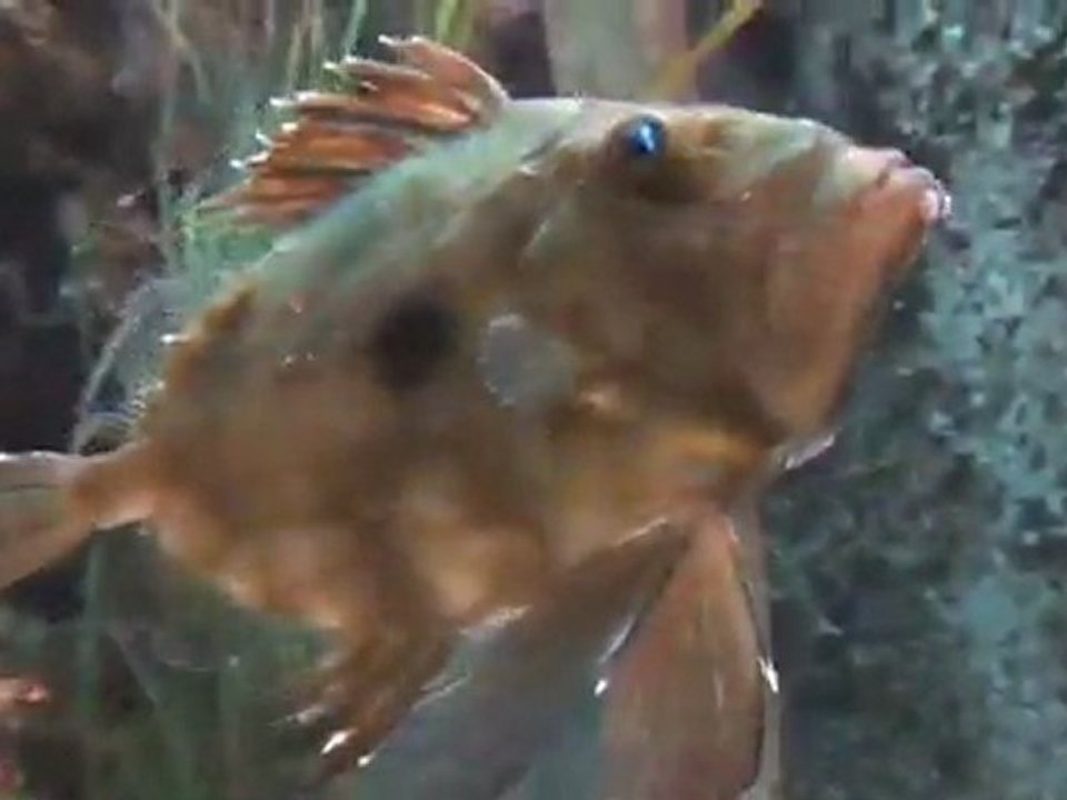 Poisson Saint Pierre