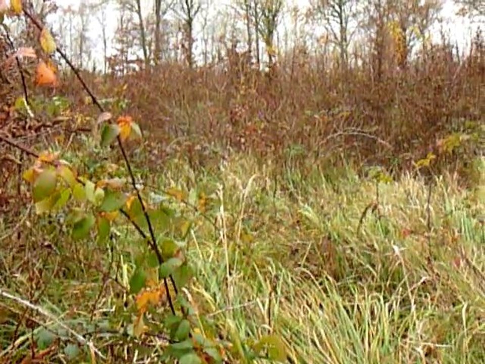 chasse
