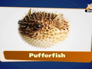 Flashcards for children - Sea Animals