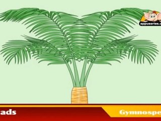 Learn about Plants in Kannada - Gymnosperms