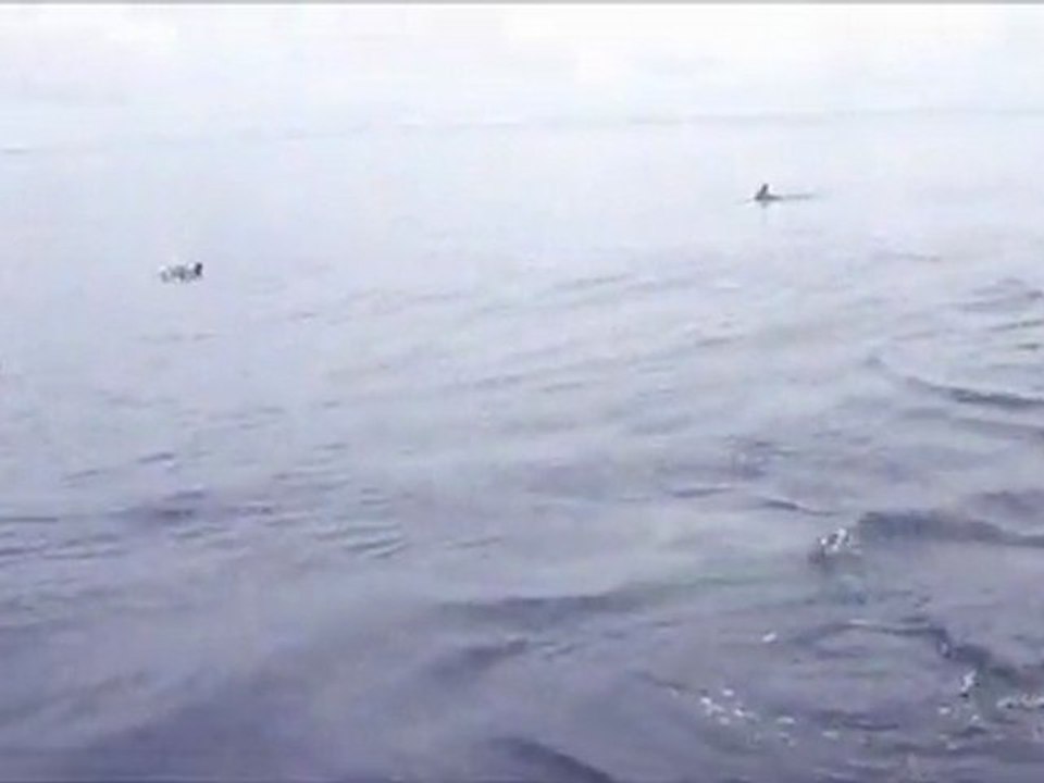 - Chasse de Dauphins - Ile aux Moutons (Finistère sud) - 19 août 2011