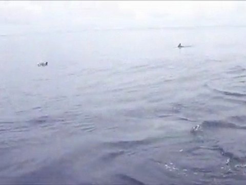 - Chasse de Dauphins - Ile aux Moutons (Finistère sud) - 19 août 2011