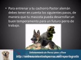 Adiestramiento de Cachorros Pastor Aleman