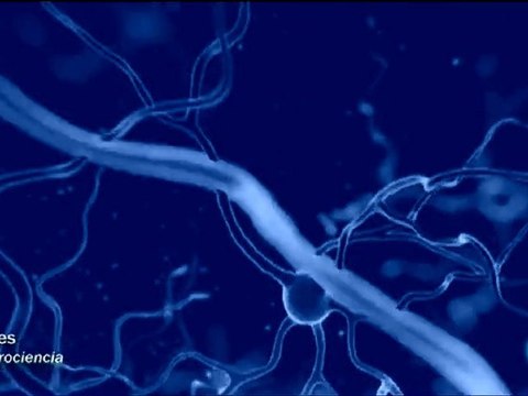 Memoria y cerebro: Redes Neurales
