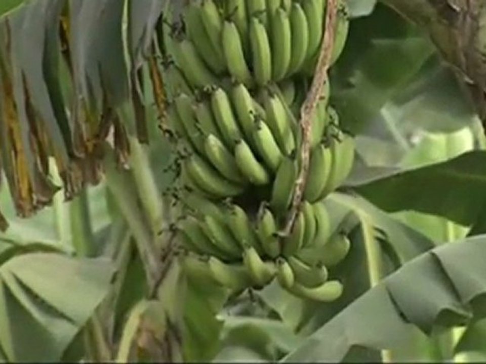 Au pays des rizières suspendues