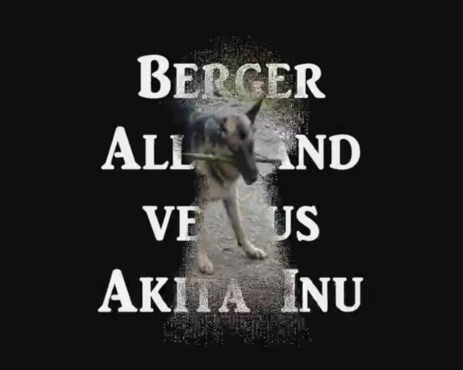 Berger Allemand versus Akita Inu....4 12 11