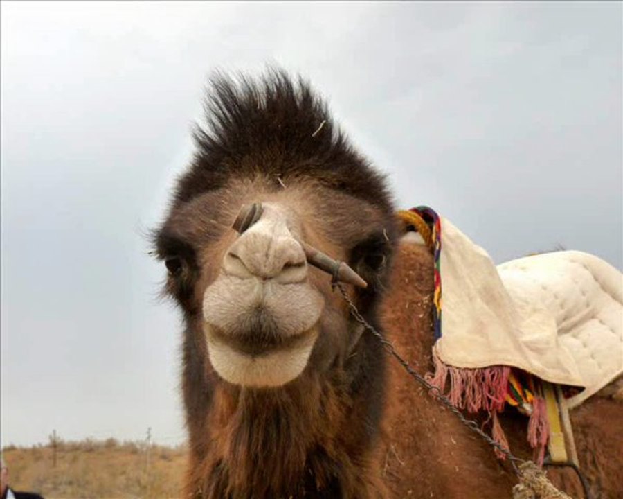 OUZBEKISTAN - NOURATA  Aux confins de la steppe