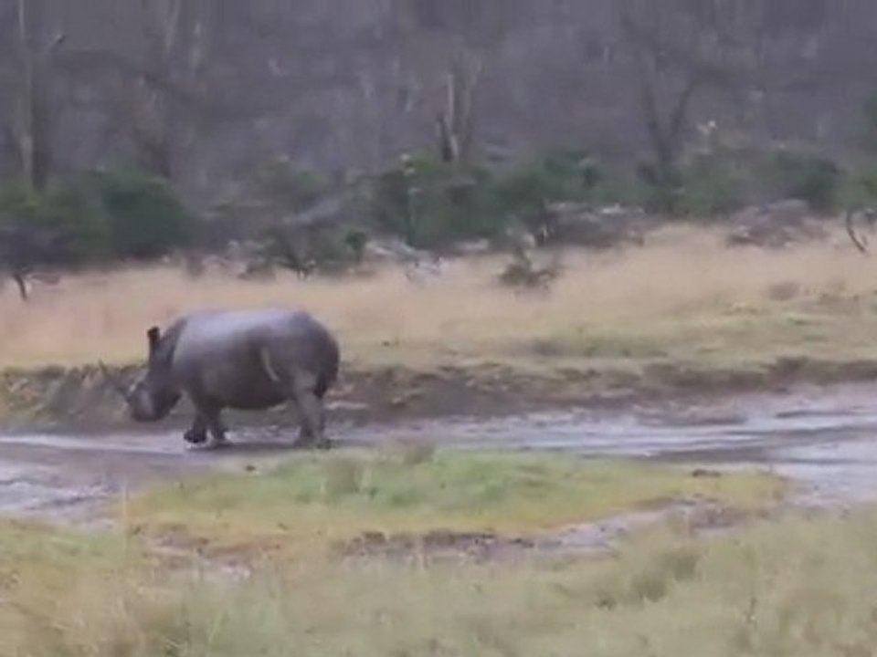 Rhinoceros - Fun Facts