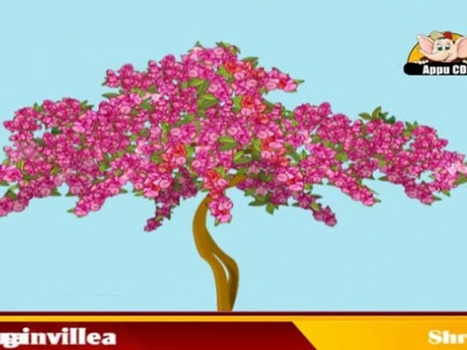 Learn About Plants - Shurbs