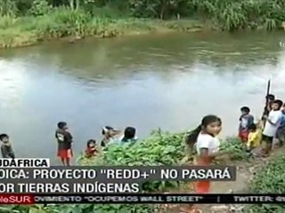 COP17: indígenas amazónicos plantean oposición a REDD+