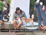 Dogs break world record for obedience in... - no comment