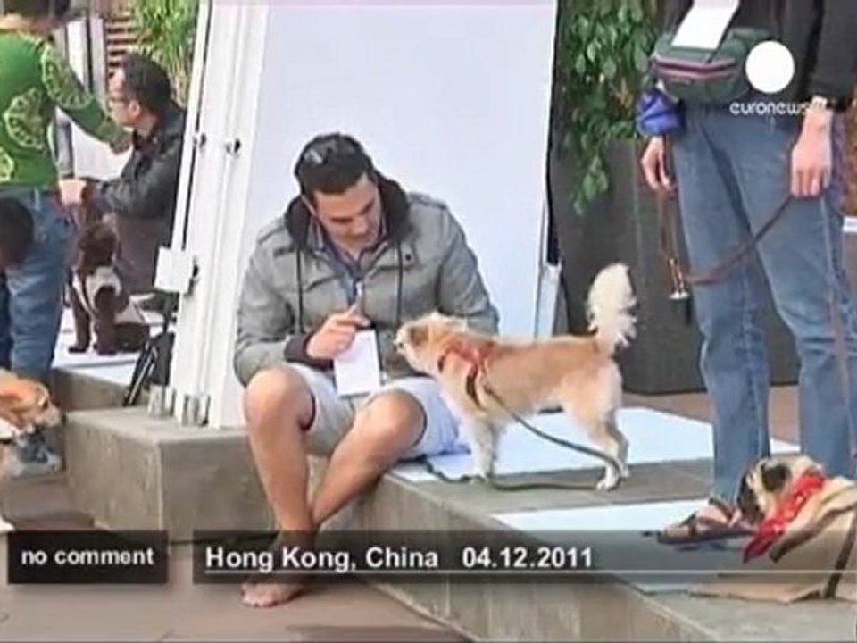 Dogs break world record for obedience in... - n...