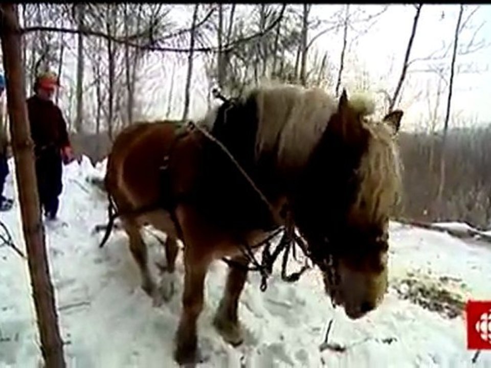La semaine verte - Bûcheron à cheval