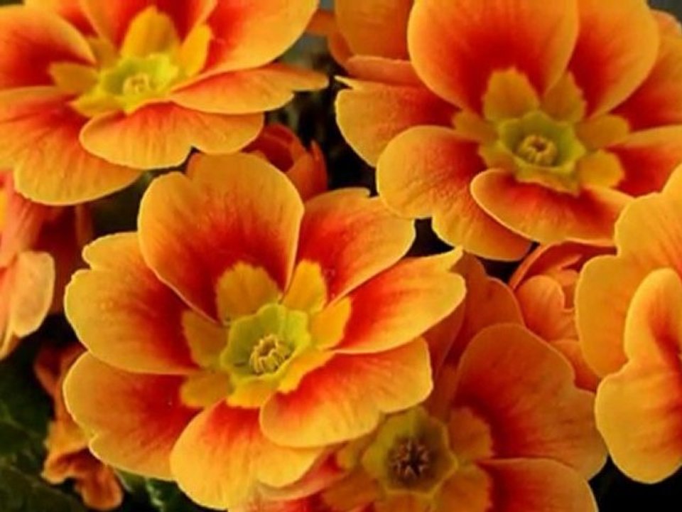 Chrıs Spheerıs - Medıterraneo