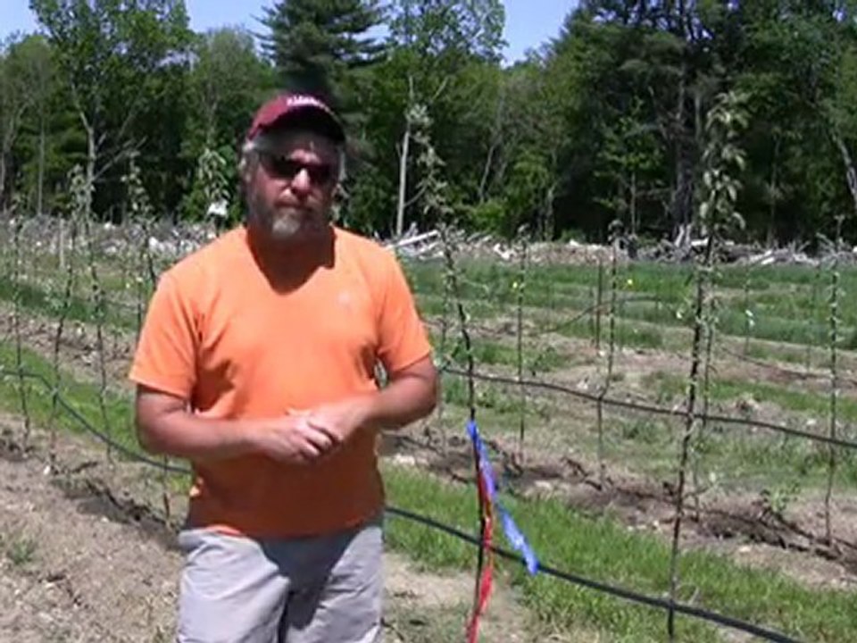 GENÇ ÇİFTÇİLERE BODUR ELMA BAHÇESİ KURULUR0532 224 73 30 --BODUR ELMA BAHÇESİ YENİ KURULUM