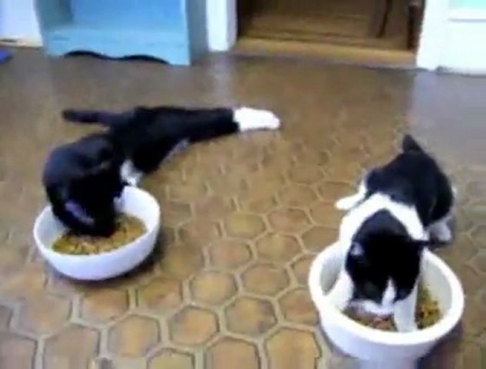 Des chats atteints d'hypoplasie cérébelleuse