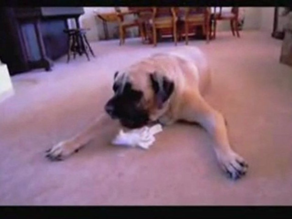 ChihuahuaPlayswithEnglishMastiff1 (1)