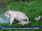 Les premiers pas des deux bébés tigres blancs en vidéo