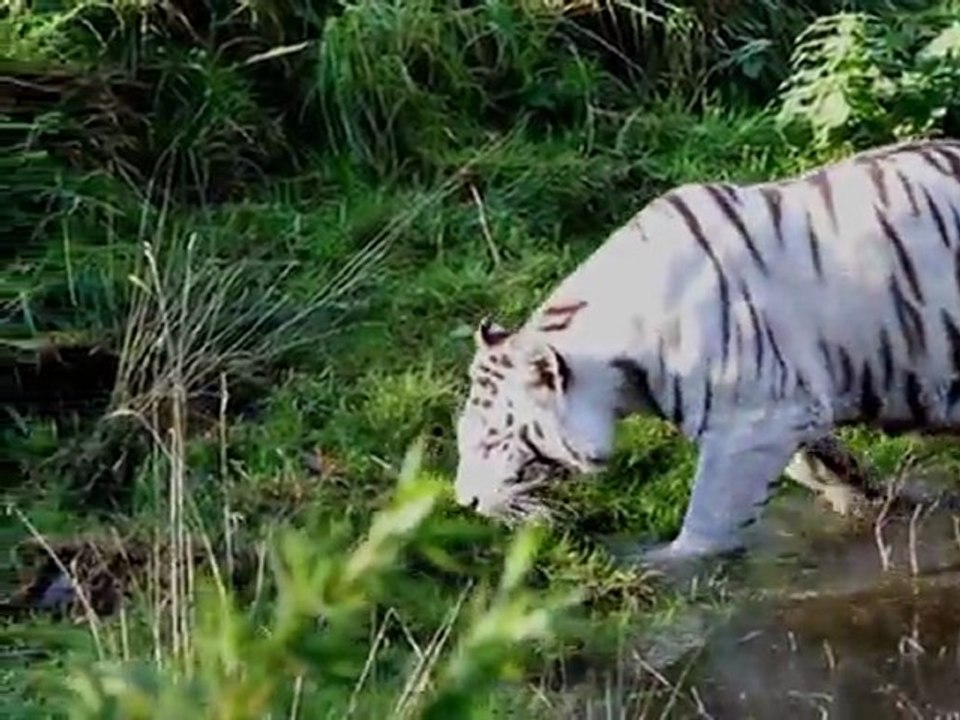 Seltene augenweide für tierfreude: weiße tigerbabys