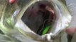 Pêche des carnassiers aux leurres sur l'Hérault barrage de la meuse par Europêche34